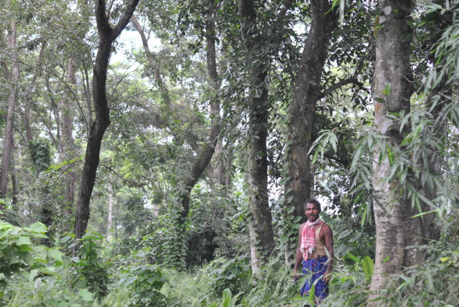 jadav payeng berdiri di hutan yang ditanamnya