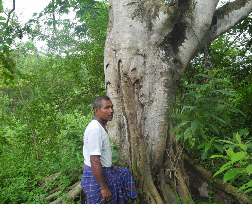 jadav payeng berdiri di sebelah pokok yang ditanamnya
