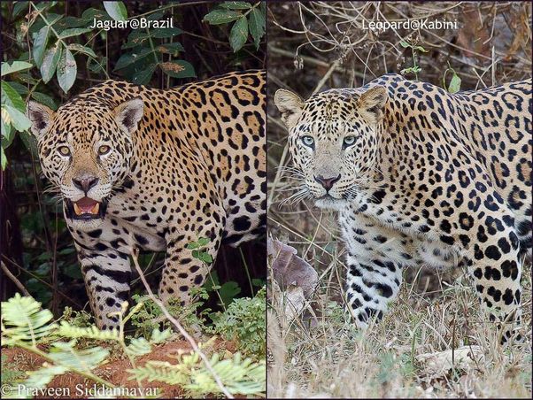 jaguar dan harimau bintang