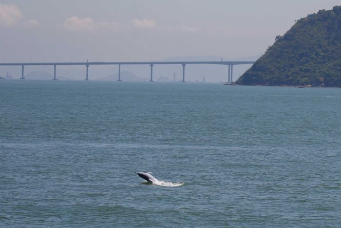 jambatan hzmb menimbulkan kontroversi di kalangan pencinta alam ikan lumba lumba