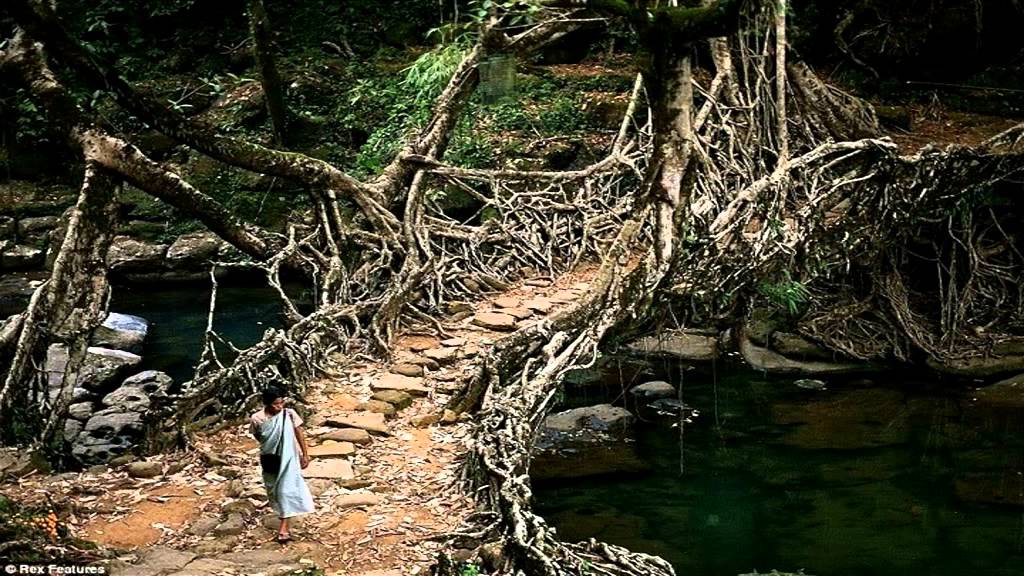 jambatan unik kreatif di seluruh dunia jambatan akar india
