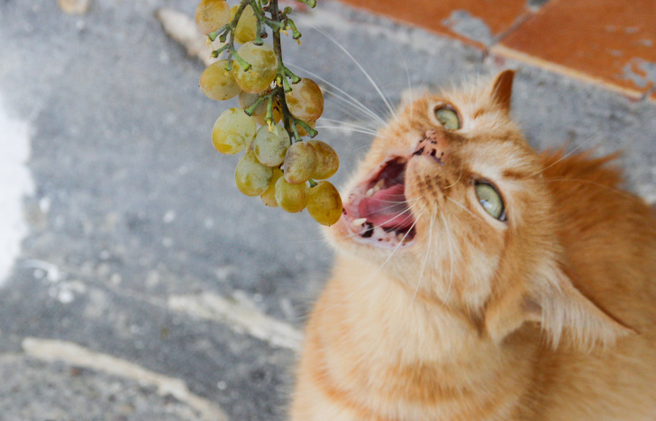 6 Makanan Manusia Yang Berbahaya Untuk Kucing Iluminasi