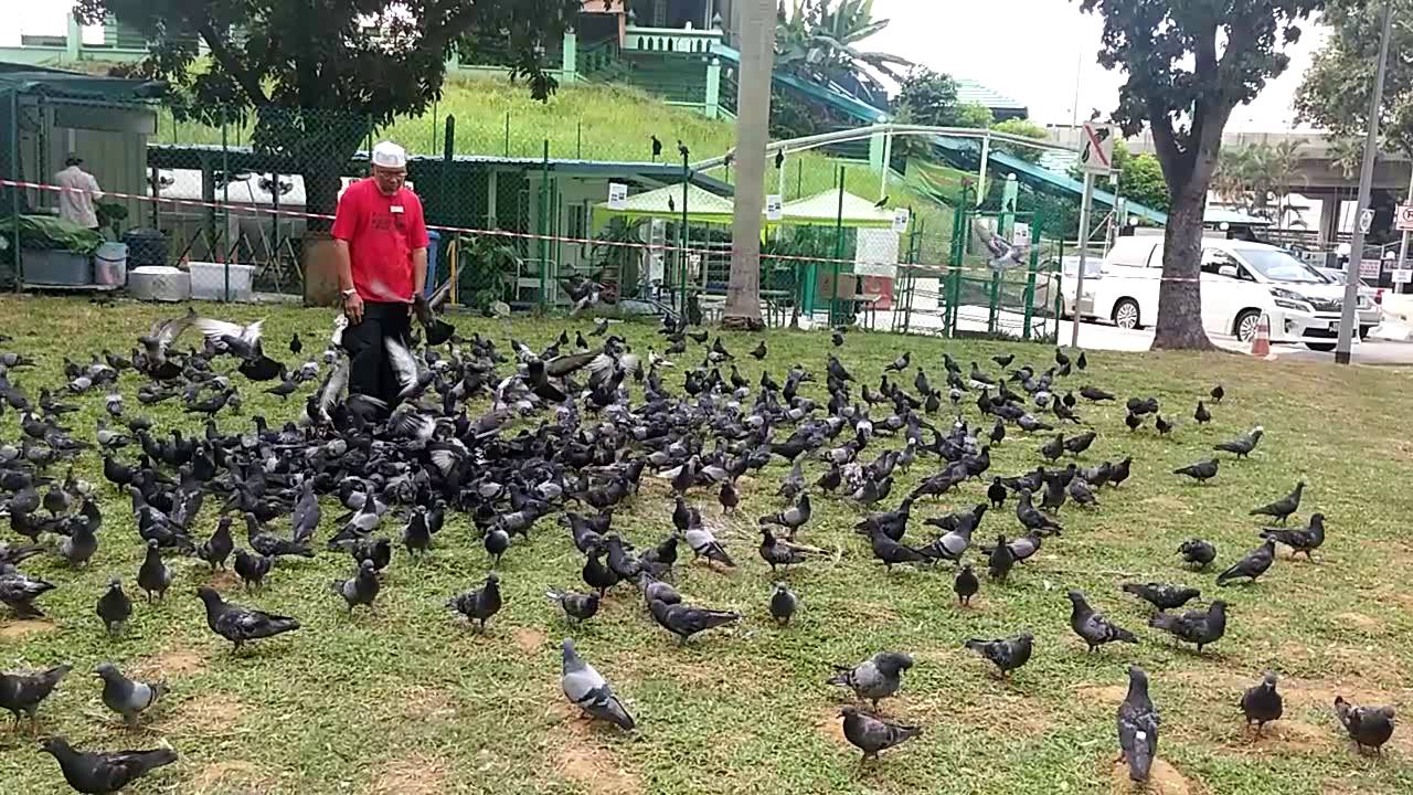 jangan beri burung makan di singapura
