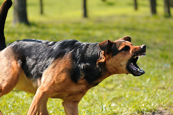 jangan lari jika berhadapan dengan anjing marah
