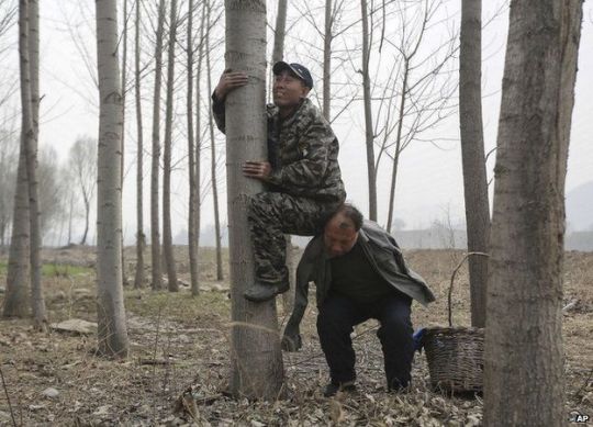 jia haixia memanjat pokok untuk memotong anak pokok dan jia wenqi ditugaskan menyiram pokok