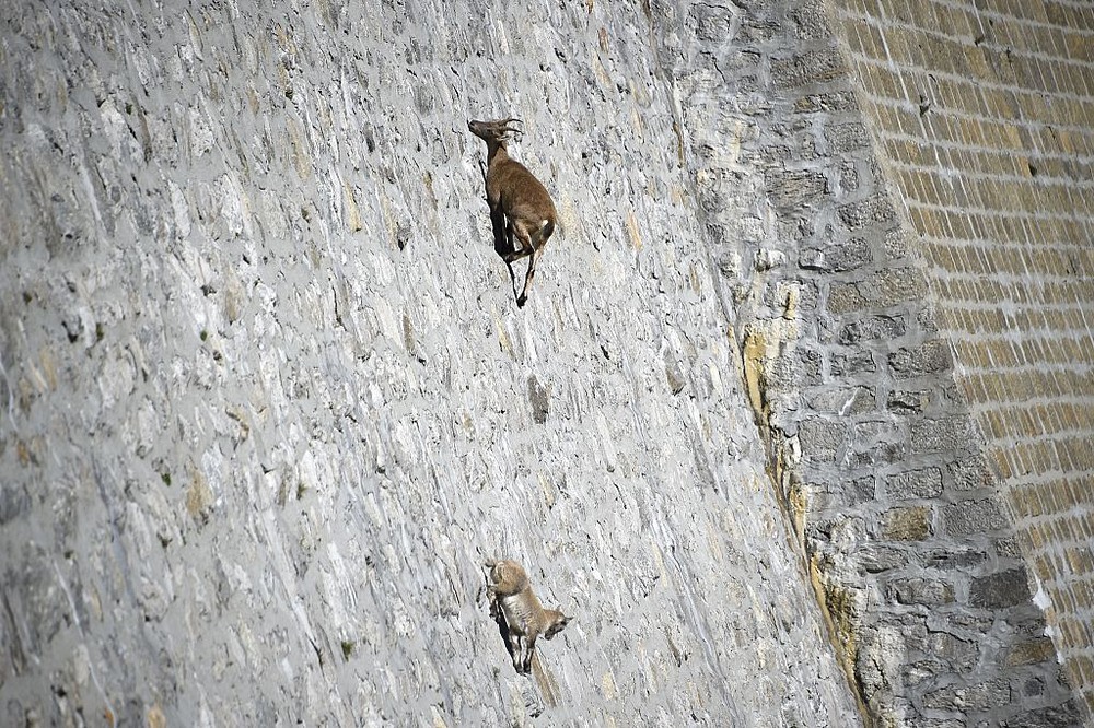 kambing alpine ibex 823