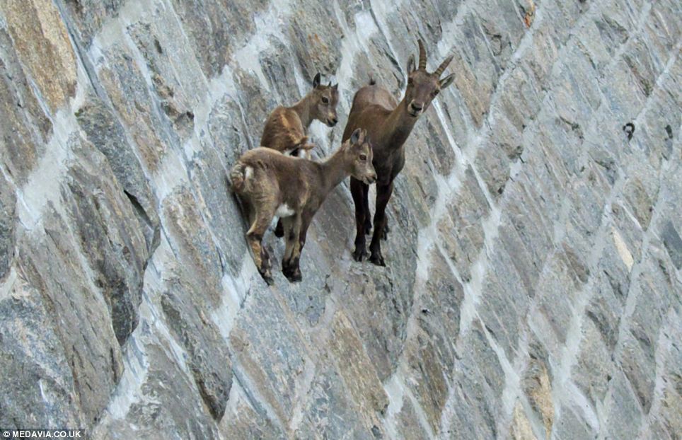kambing ibex pakar hiking