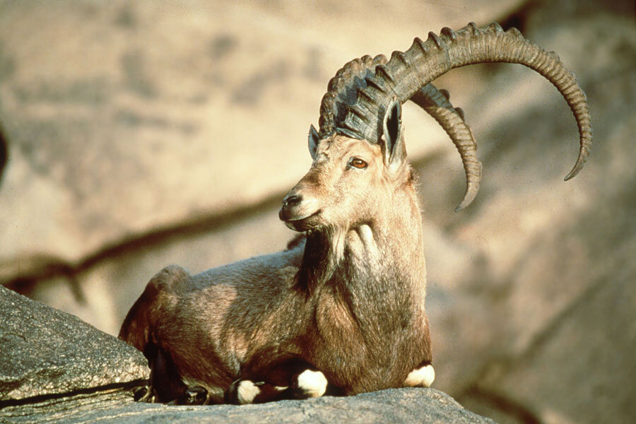 kambing liar pyrenean ibex