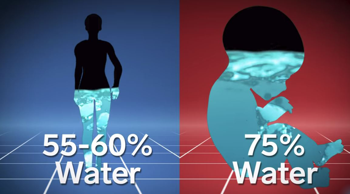 kandungan air dalam badan orang dewasa dan bayi