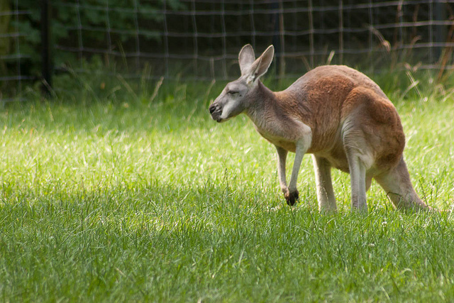 kangaroo adalah haiwan biped