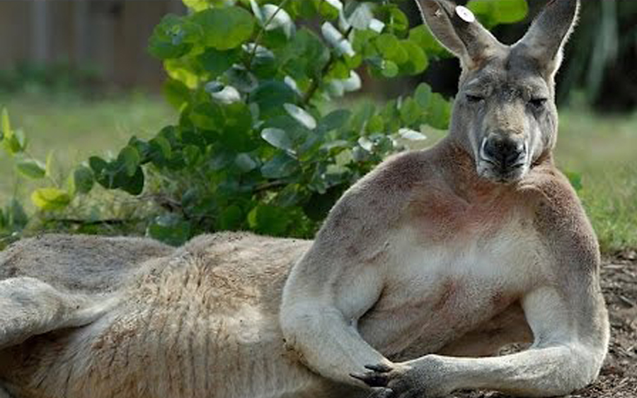 kangaru kangaroo chill rilek pisang