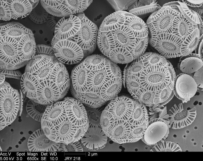 kapur tulis di bawah mikroskop