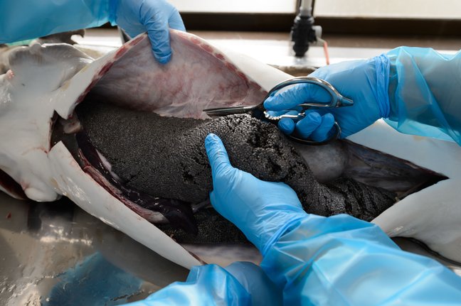 kaviar yang dikeluarkan dari perut ikan sturgeon
