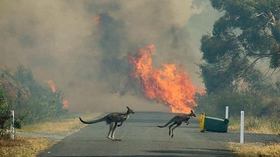 kebakaran hutan di australia 1