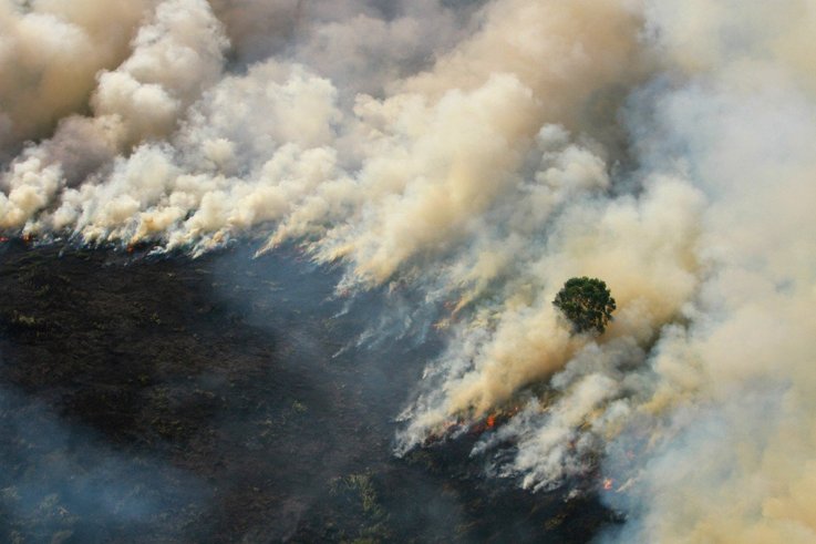 kebakaran hutan di indonesia