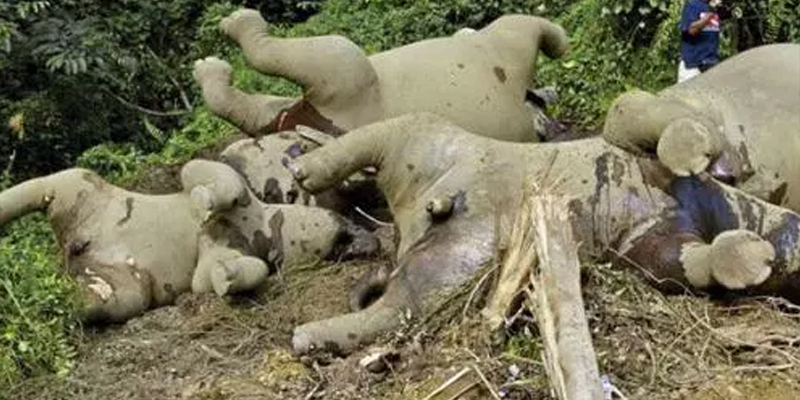 kematian gajah pigmy di gunung rara