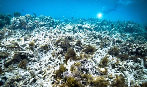 kemusnahan terumbu karang 985