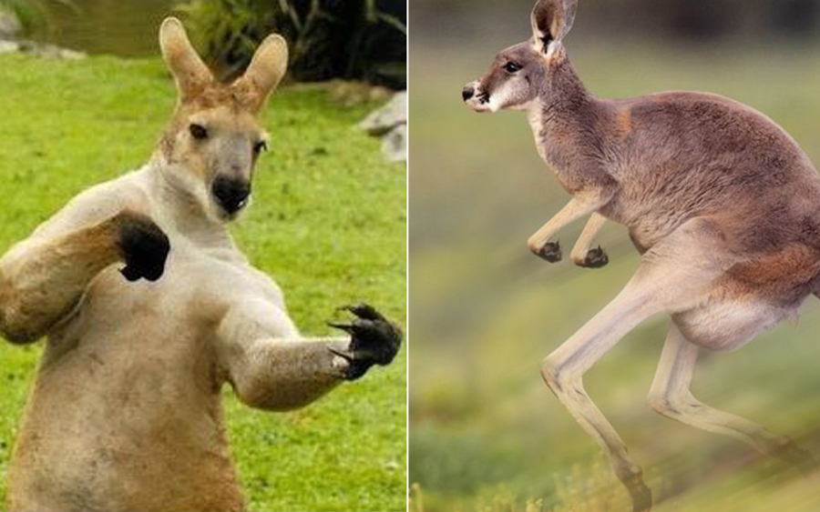 kenapa kangaru tak boleh berlari lompat sahaja