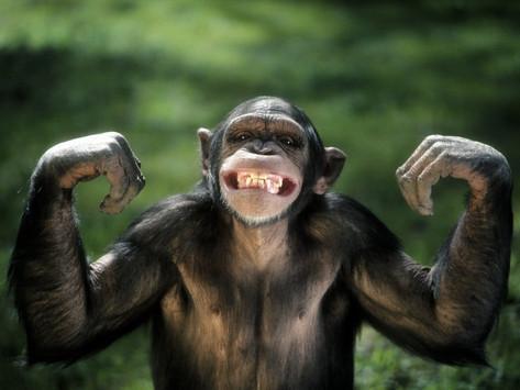 kenapa primata lain lebih kuat daripada manusia