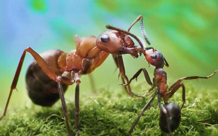 kenapa semut bersentuhan sesama sendiri