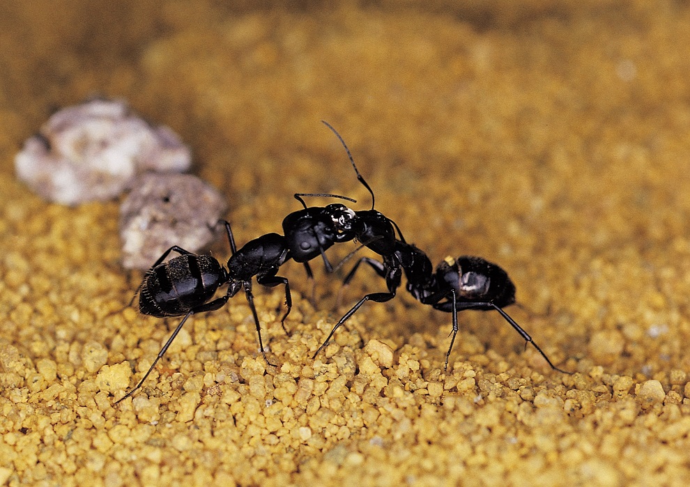 kenapa semut bertembung antara satu sama lain 0