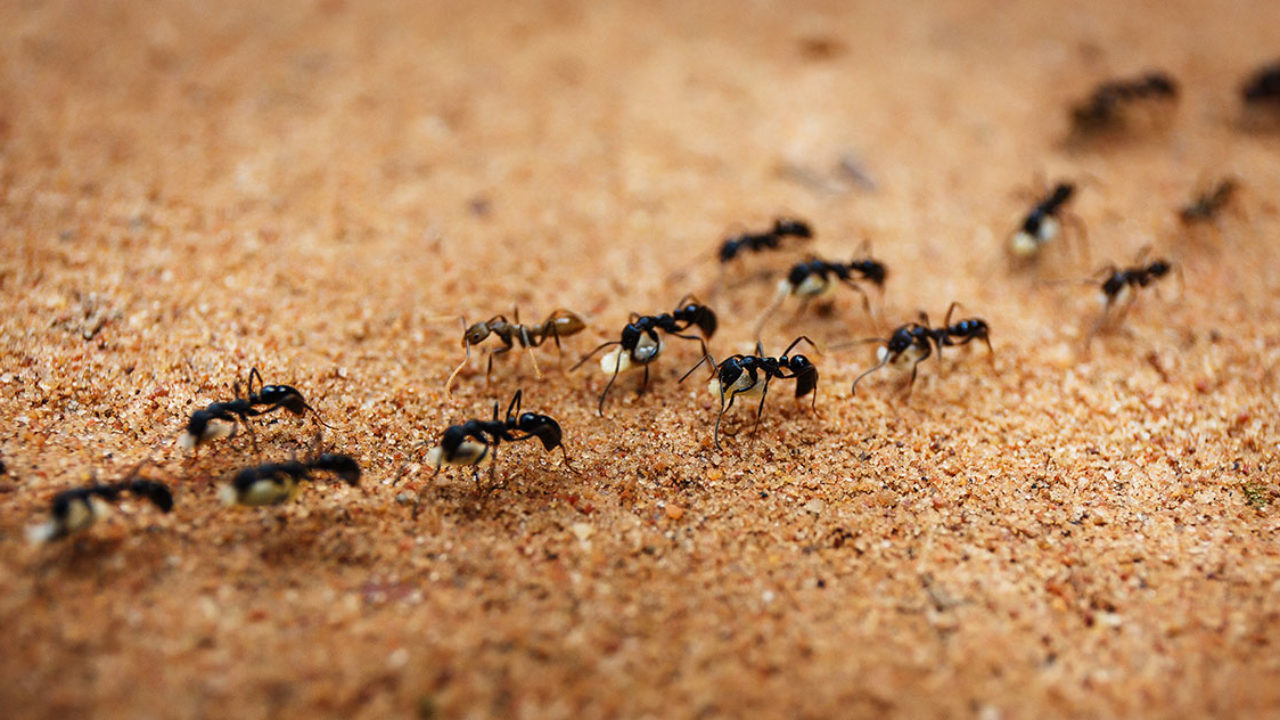 kenapa semut bertembung antara satu sama lain