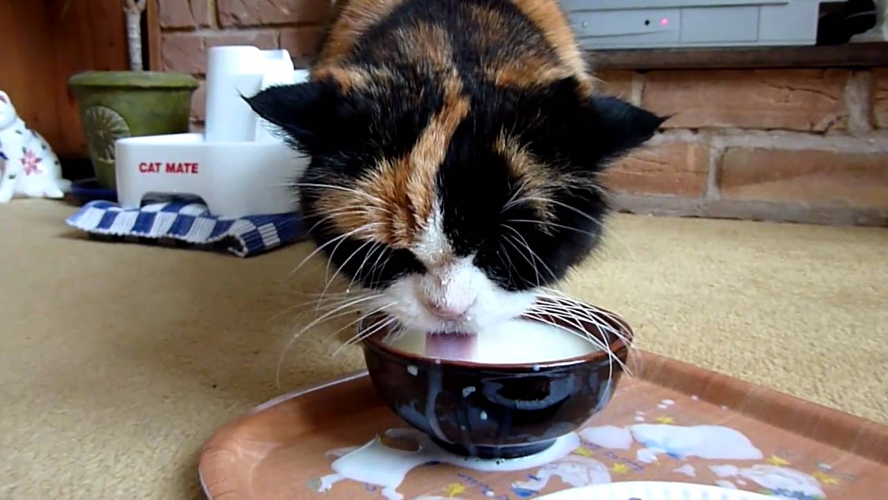 kenapa susu bahaya untuk kucing 2