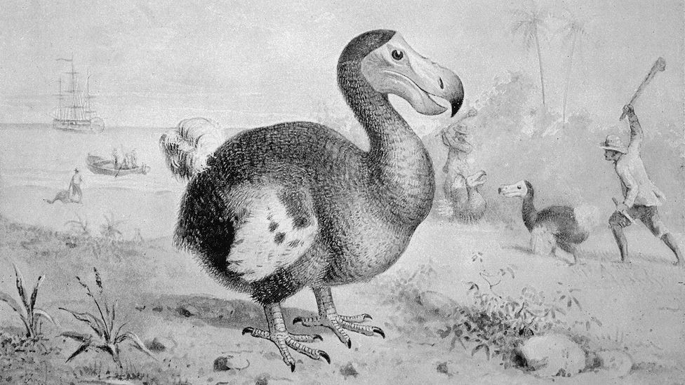 Dodo burung Burung Dodo: