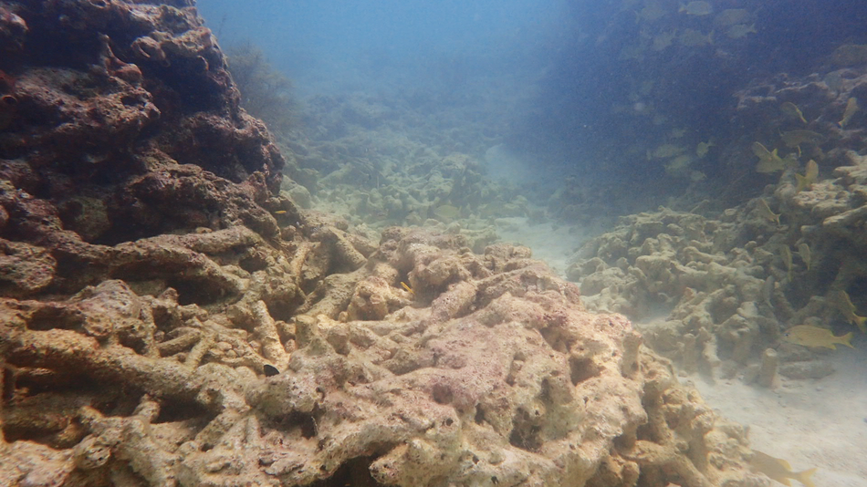 kerosakan terumbu karang akibat taufan