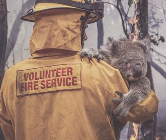 koala diselamatkan anggota bomba