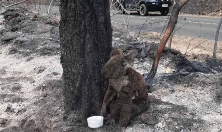 koala terjejas akibat kebakaran hutan australia 577