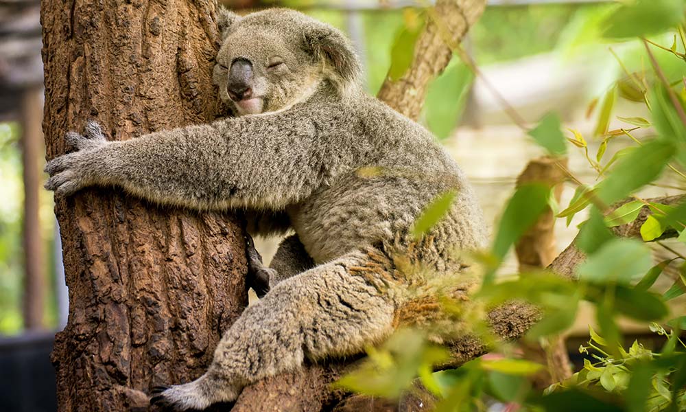 koala tidur