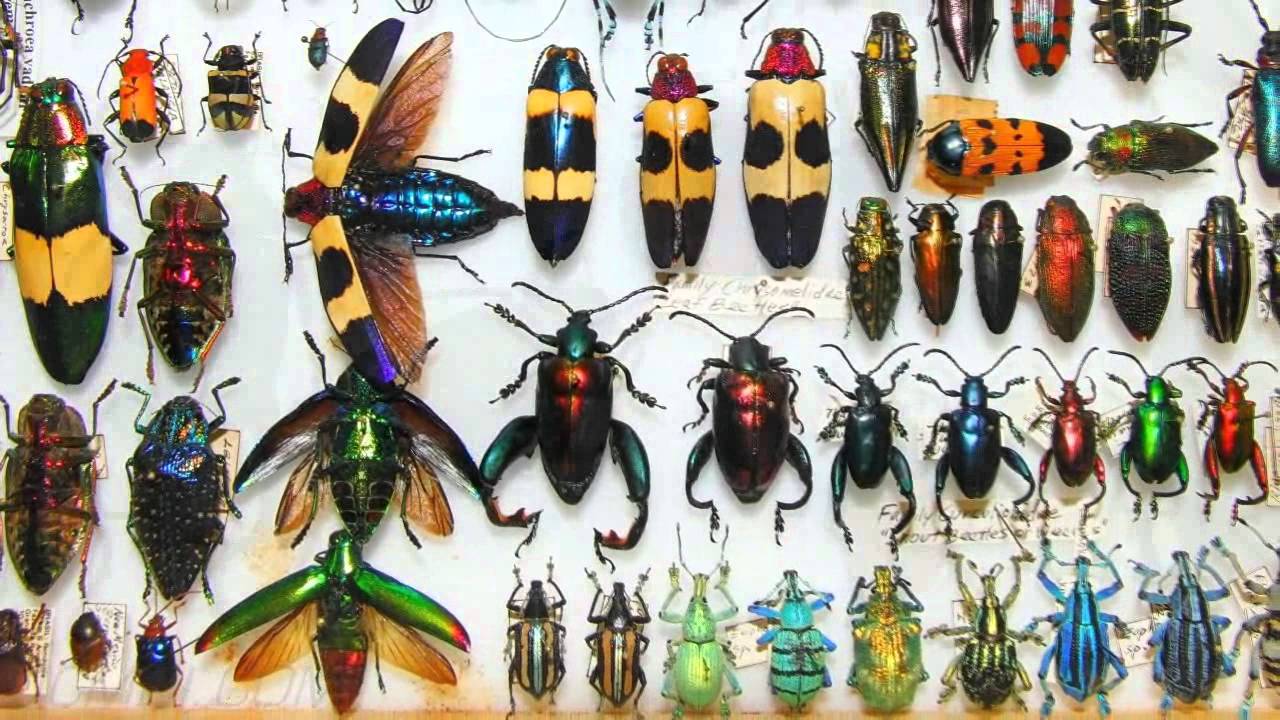 koleksi serangga