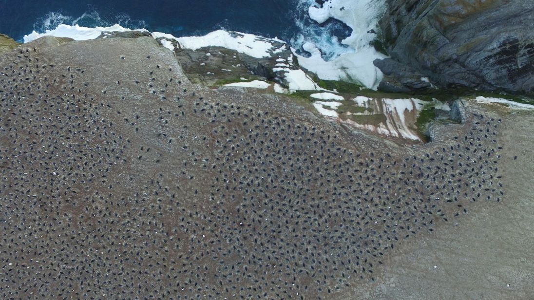koloni mega penguin dijumpai kepulauan danger antartika 2 5ad78