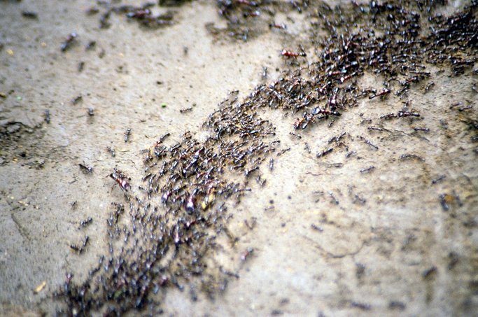 koloni semut