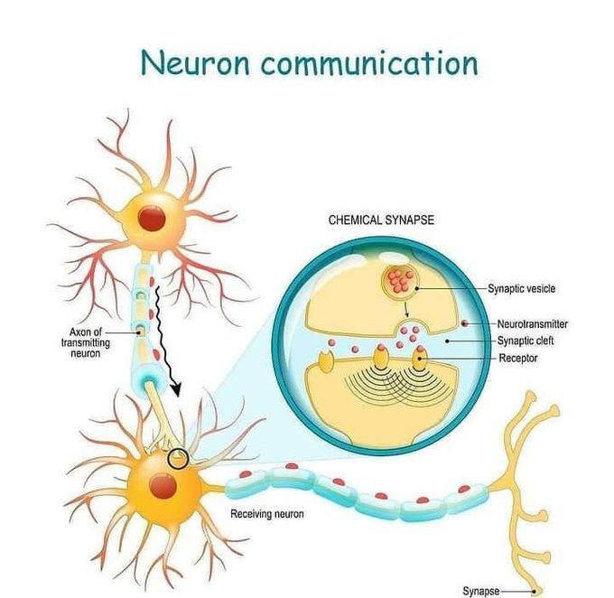 komunikasi neuron