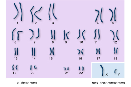 kromosom penentu jantina bayi