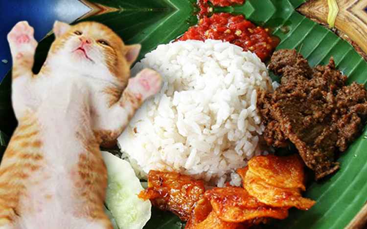 kucing dan nasi lemak makanan manusia