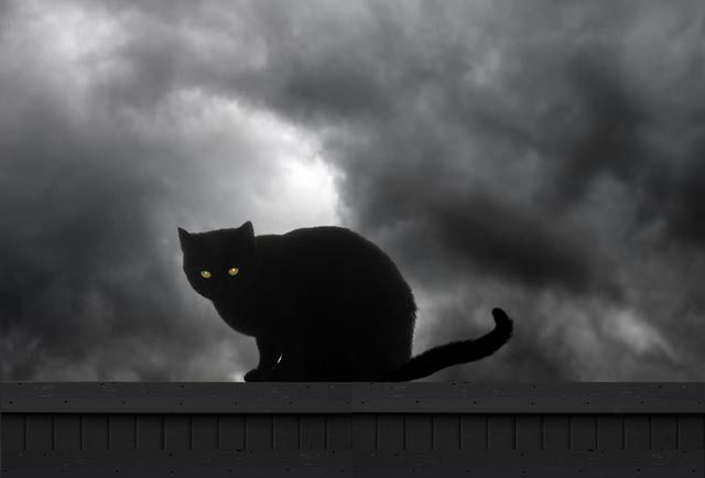 kucing hitam sebagai petanda buruk