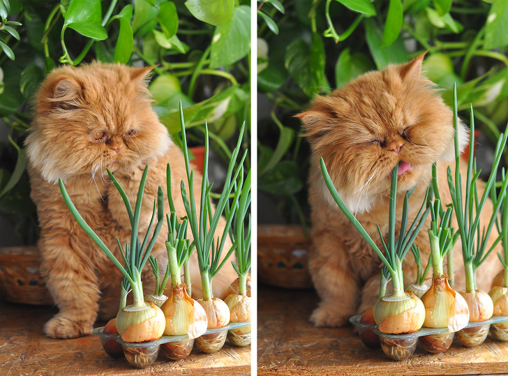 kucing makan bawang