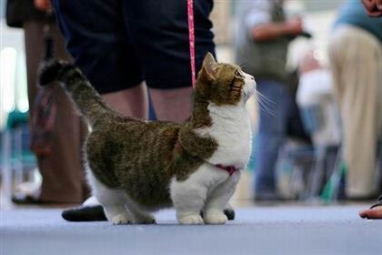 kucing munchkin baka tercantik dalam dunia