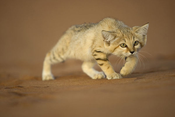 kucing padang pasir bergerak dengan badan rapat ke tanah
