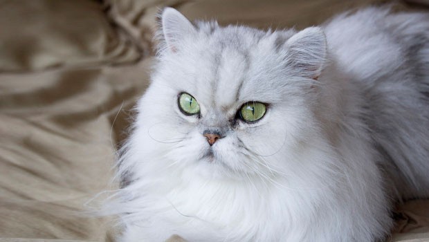 kucing parsi baka tercantik dalam dunia