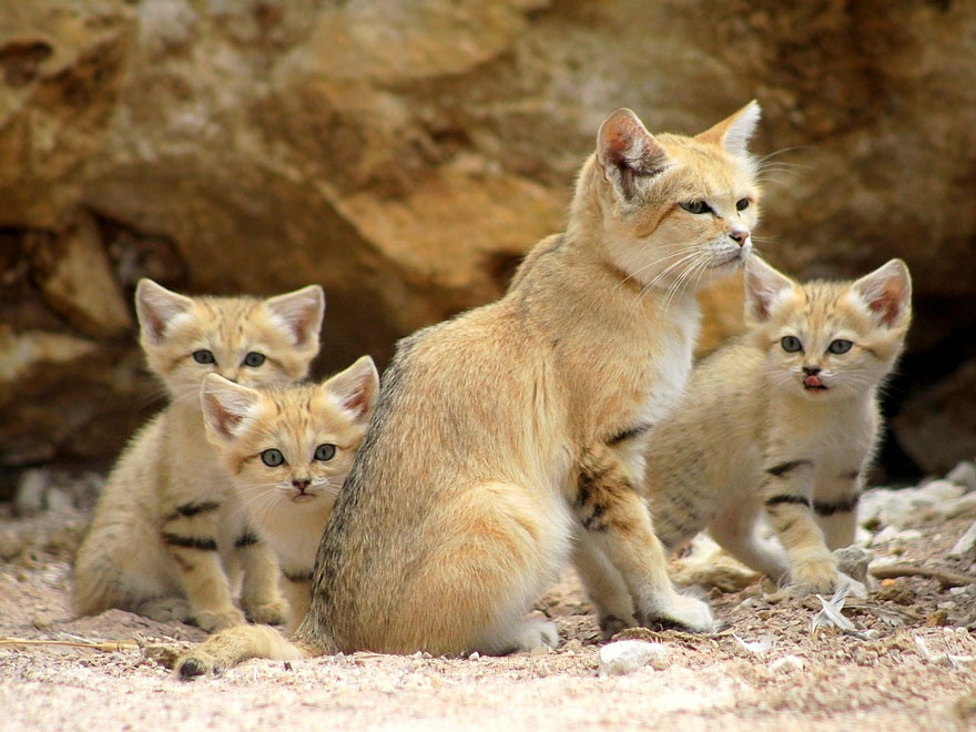 kucing pasir bersama keluarga