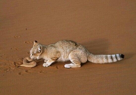 kucing pasir makan ular