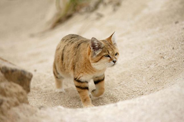 kucing pasir raja padang pasir