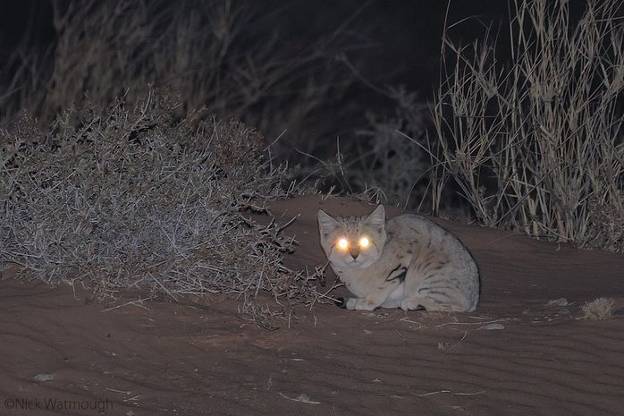 kucing pasir waktu malam