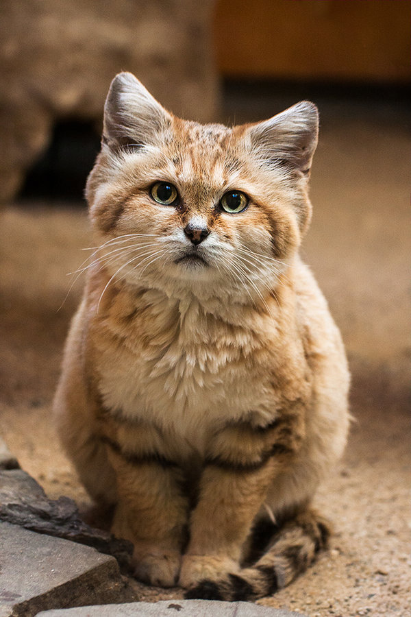 Jenis-jenis baka kucing yang jarang dijumpai di seluruh dunia 