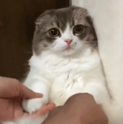 kucing scottish fold baka tercantik dalam dunia
