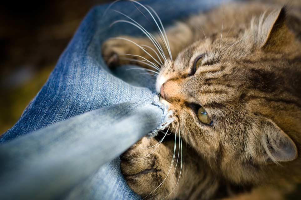kucing suka gigit baju kusyen sofa langsir